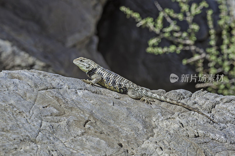 Sceloporus magister，又称沙漠棘蜥，是沙蜥科爬行动物，原产于奇瓦瓦沙漠、索诺拉沙漠和莫哈韦沙漠。马祖尔卡峡谷，因约山脉荒野，加利福尼亚州。